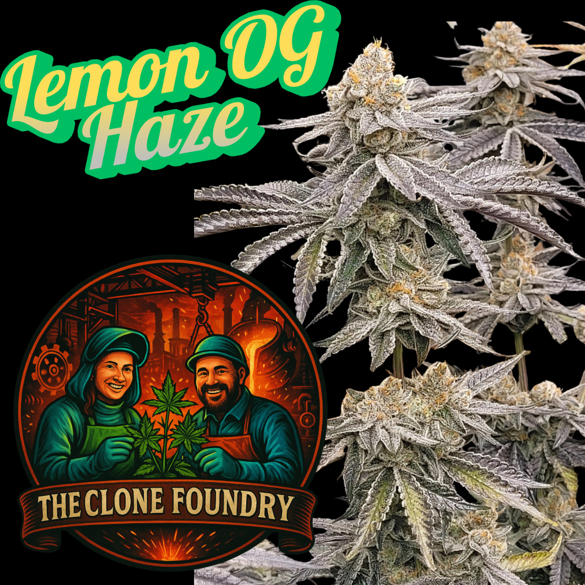 š± Lemon OG Haze (Greenhouse Seed Co Cut)