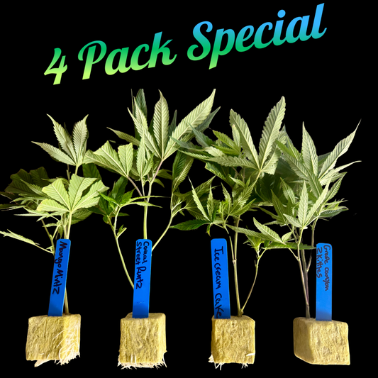 🌿 Multi-Pack Special – Mix & Match 4 Rooted Clones In Rockwool Cubes
