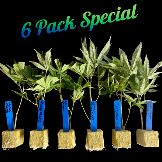 🌿 Multi-Pack Special – Mix & Match 6 Rooted Clones In Rockwool Cubes