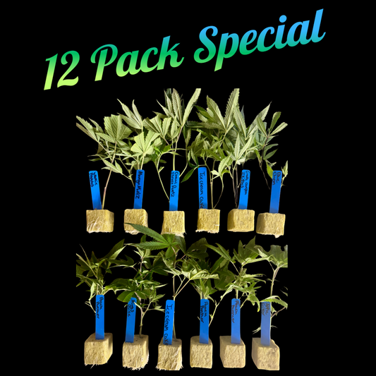 🌿 Multi-Pack Special – Mix & Match 12 Rooted Clones In Rockwool Cubes