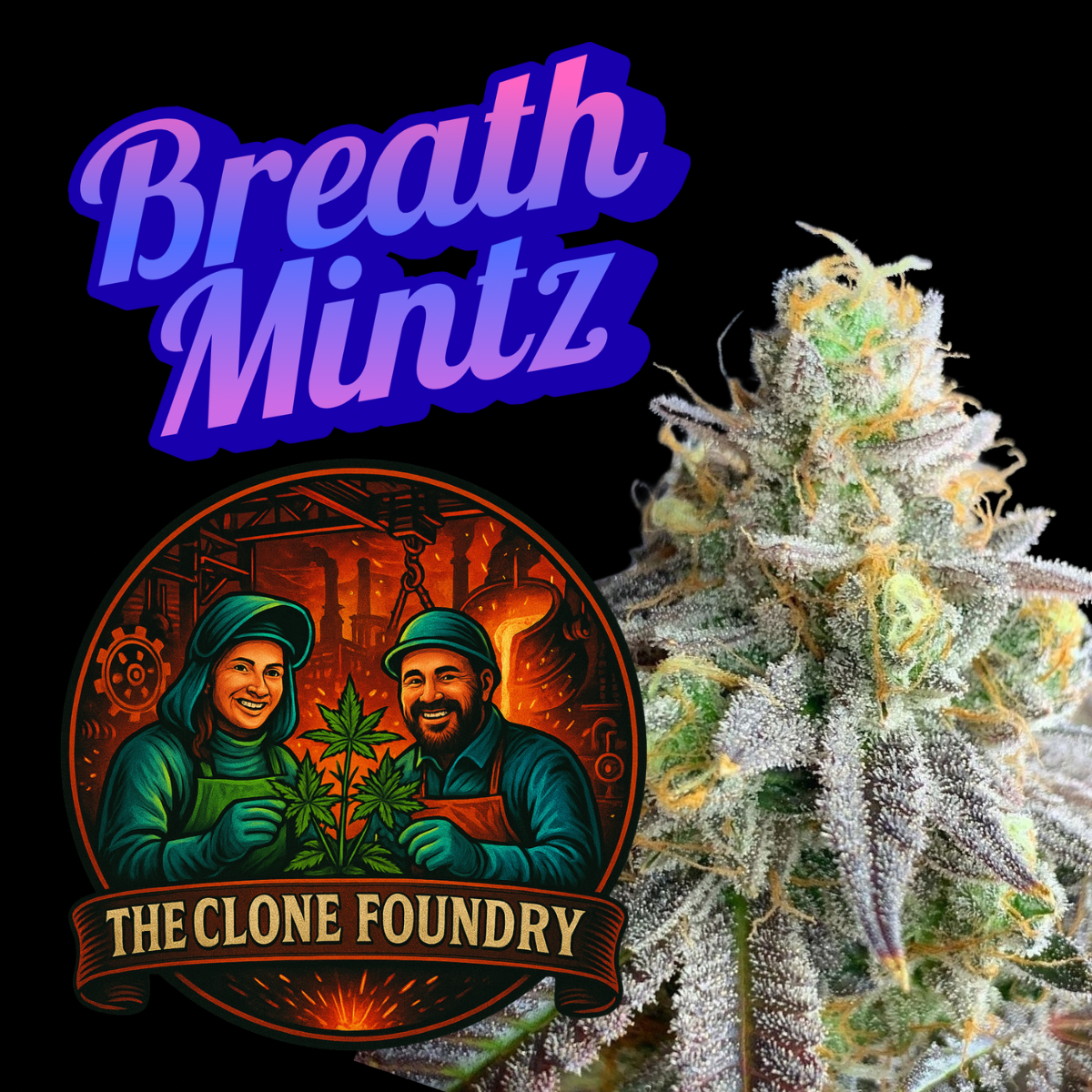 🌱 Breath Mintz