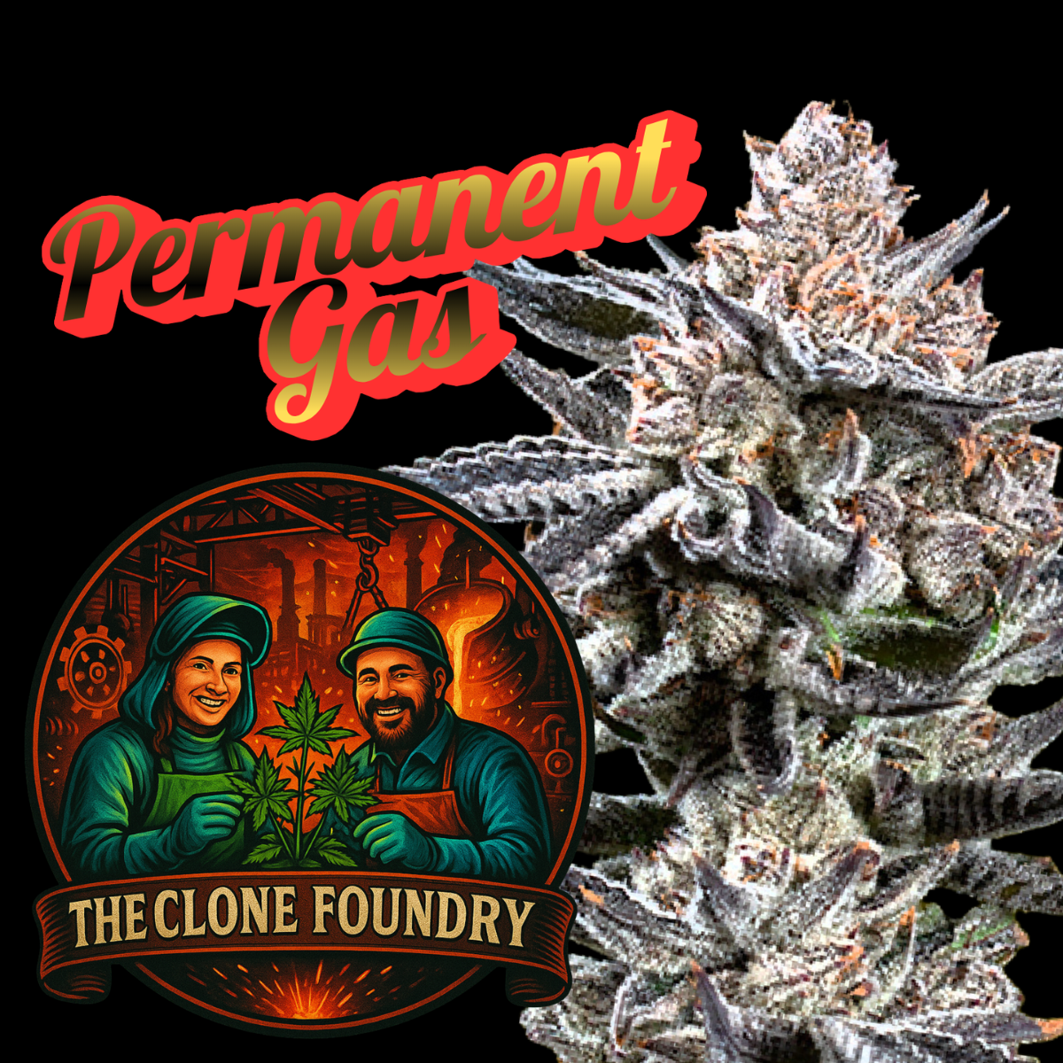 🌱 Permanent Gas