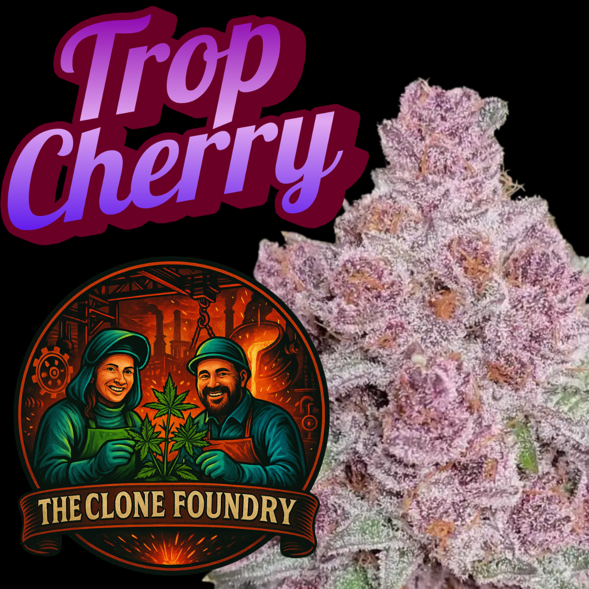 🌱 Trop Cherry – The Clone Foundry