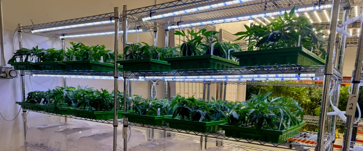 2090 Shit cannabis clone