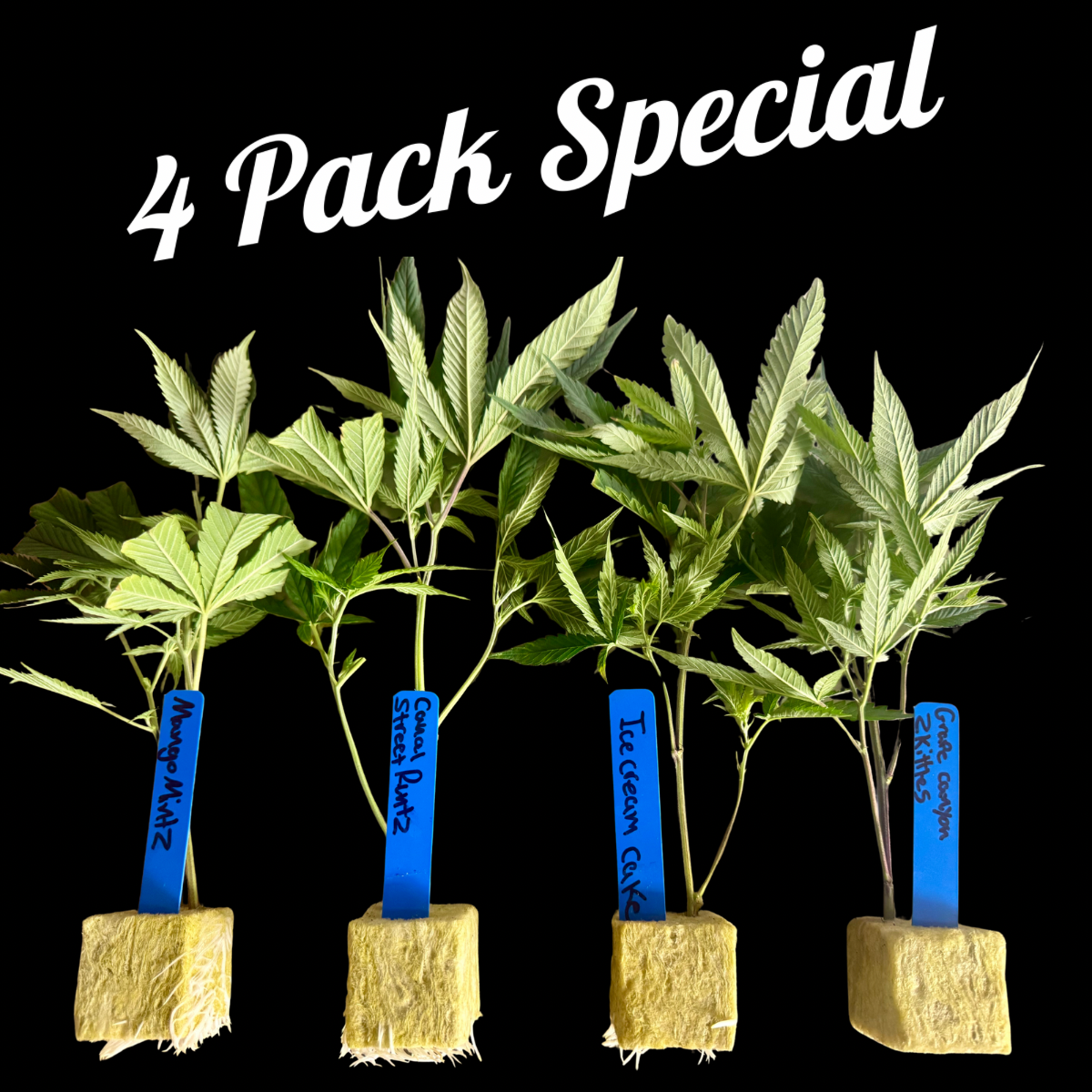 🌿 4  Pack Rooted Clones - Mix & Match