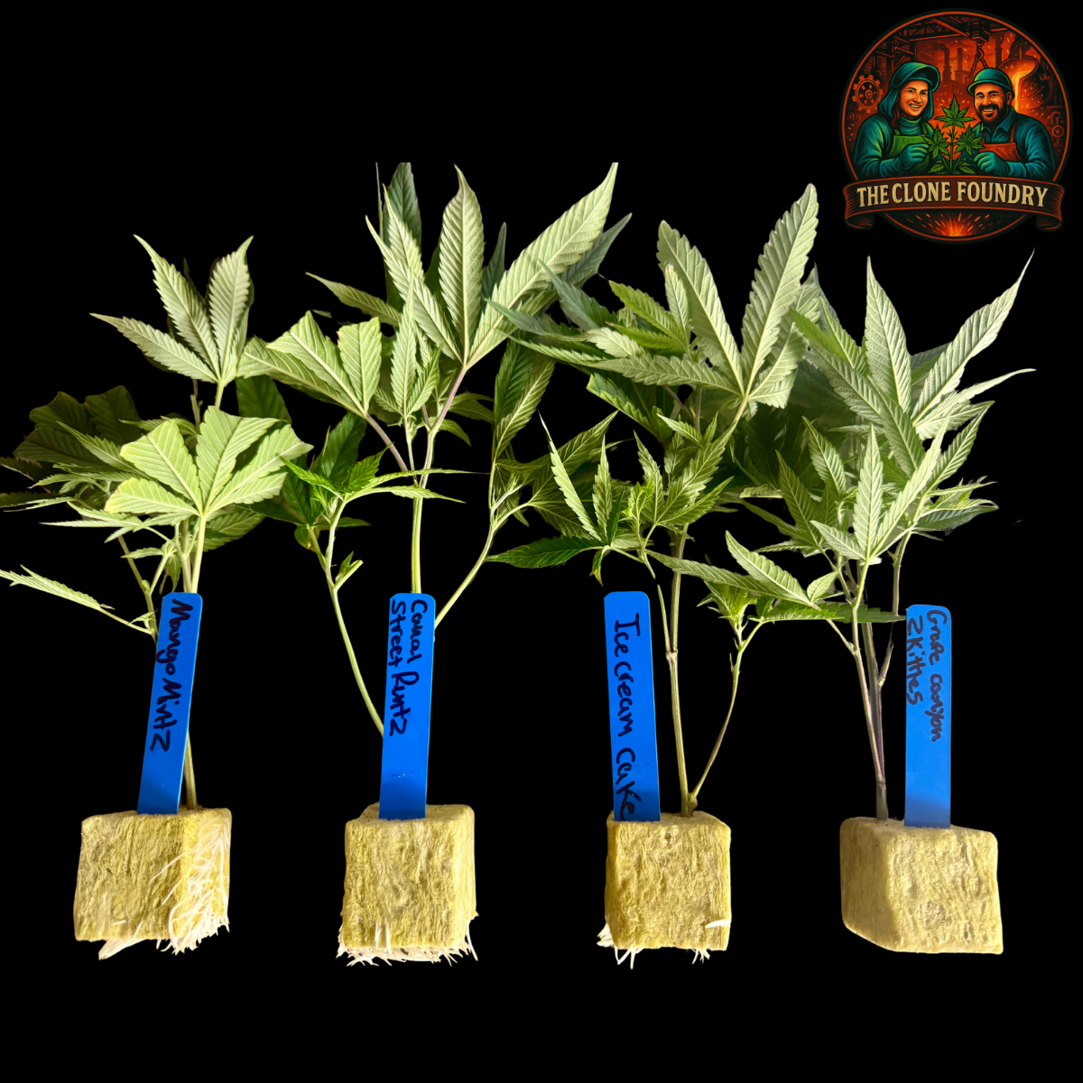 🌿 Multi-Pack Specials – Mix & Match