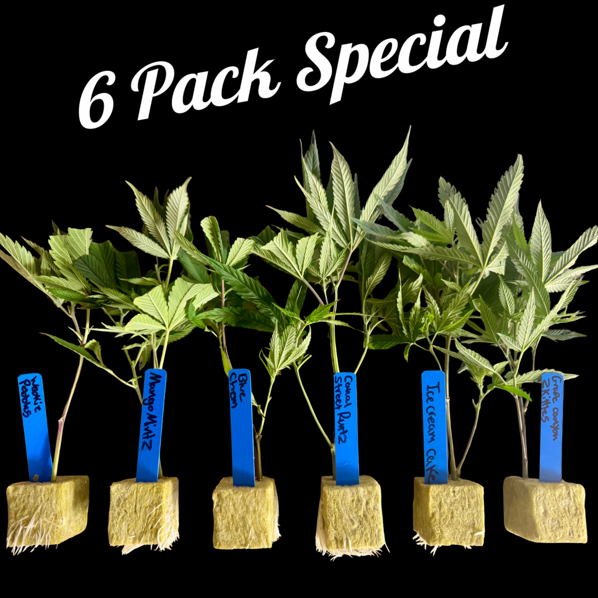 🌿 6 Pack Rooted Clones - Mix & Match