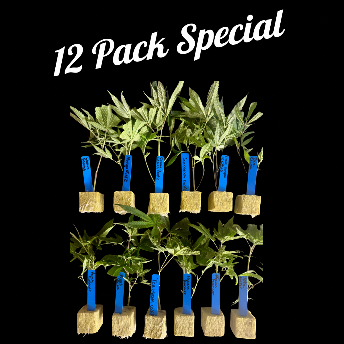 🌿 12 Pack Rooted Clones - Mix & Match