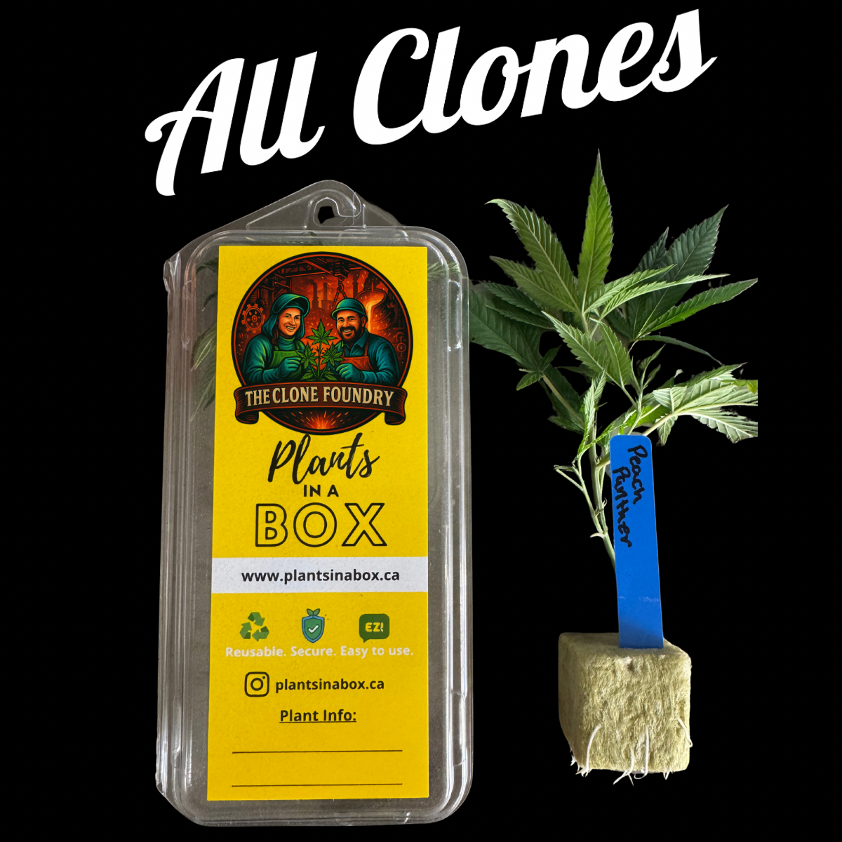 All Cannabis Clones