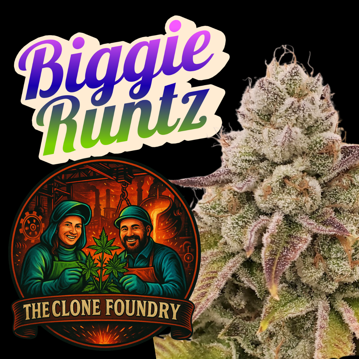 🌱 Biggie Runtz
