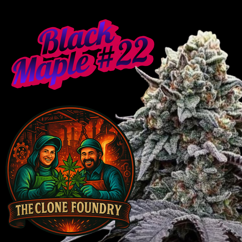 🌱 Black Maple #22 – The Clone Foundry