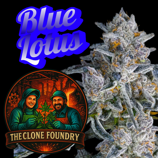 🌱 Blue Lotus