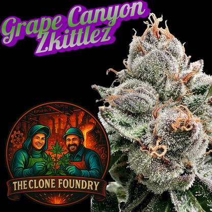 🌱 Grape Canyon Zkittles
