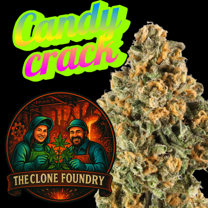 🌱 Candy Crack