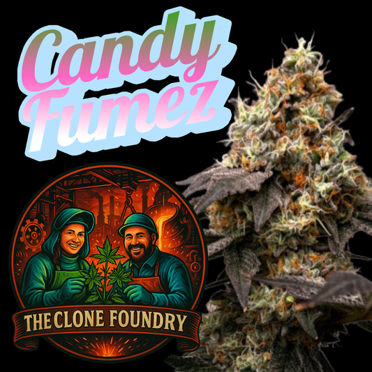 🌱 Candy Fumez