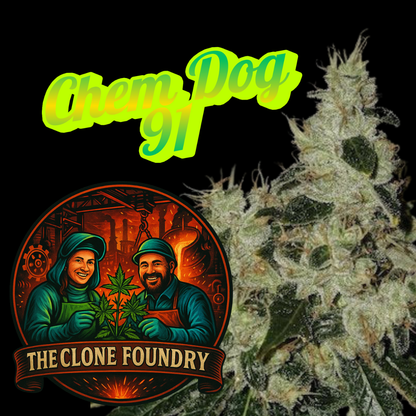 🌱 Chemdog '91