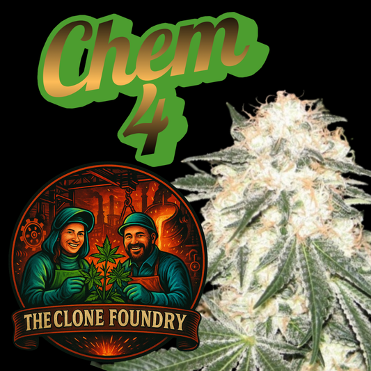 🌱 Chem # 4