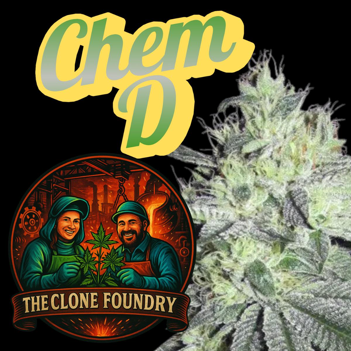 🌱 Chem D (Chemdog D)