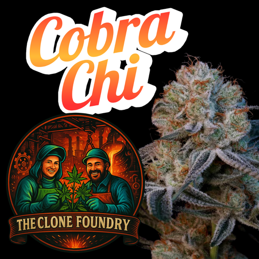 🌱 Cobra Chi