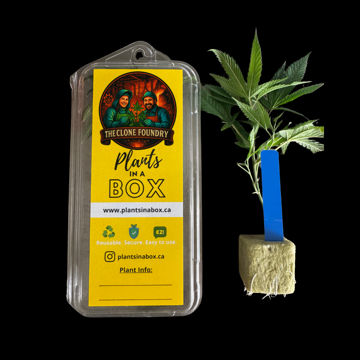 🌱 Blue Zushi – The Clone Foundry