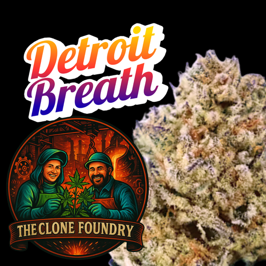 🌱 Detroit Breath