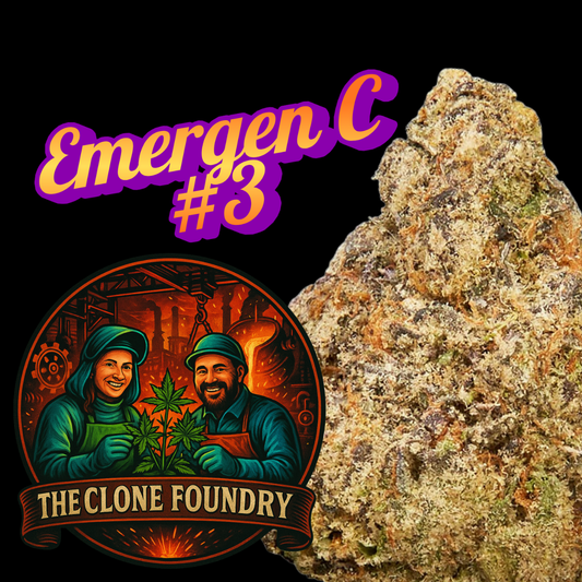 🌱 Emergen-C #3 (Orange Cream Foundry Cut)