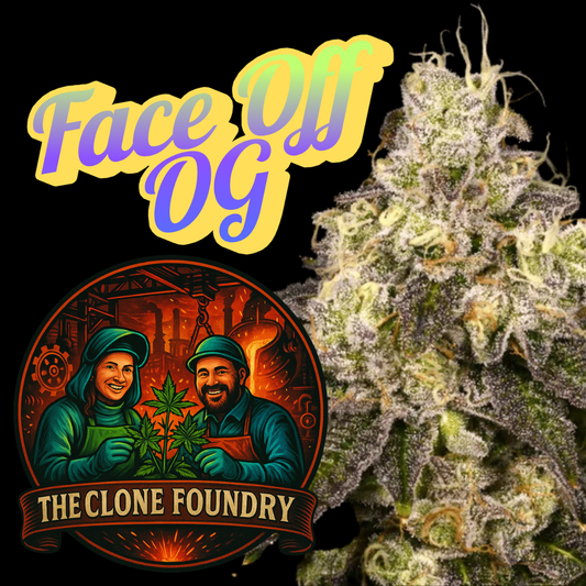 🌱 Face Off OG
