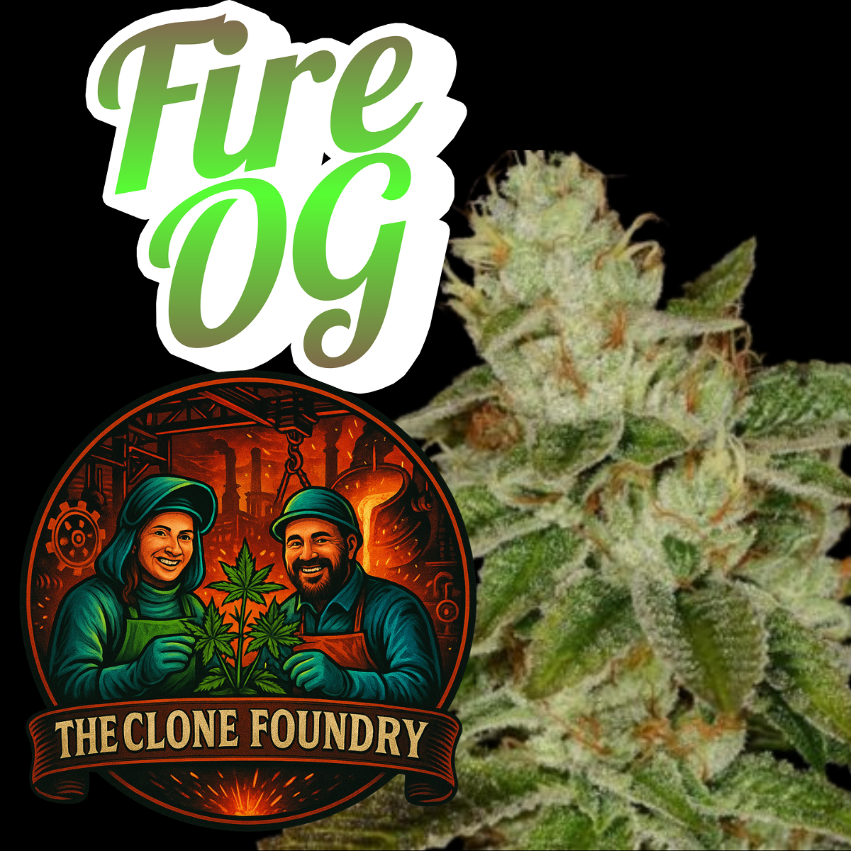 🌱 Fire OG
