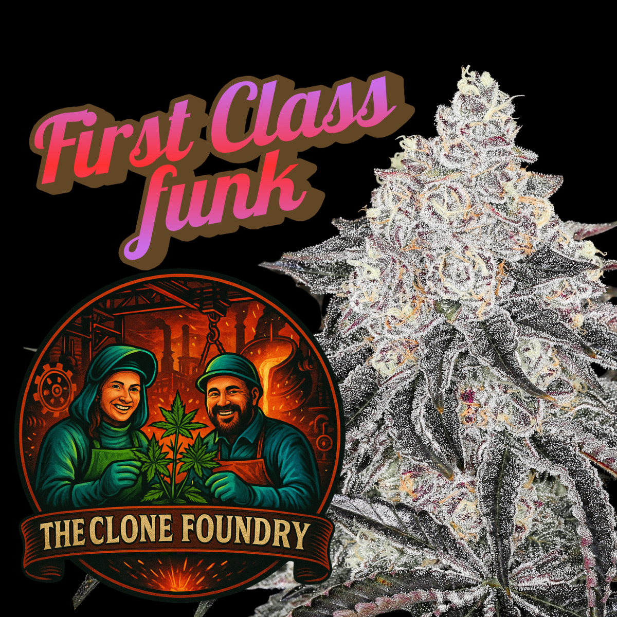 🌱 First Class Funk