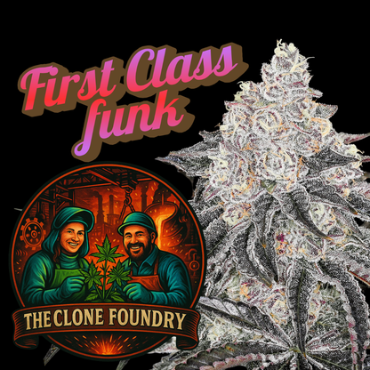 🌱 First Class Funk