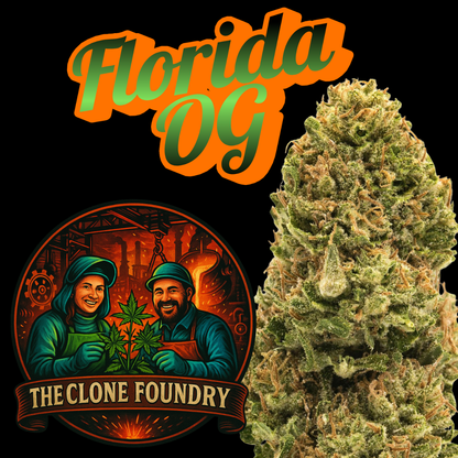 🌱 Florida OG