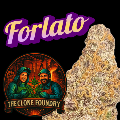 🌱 Forlato