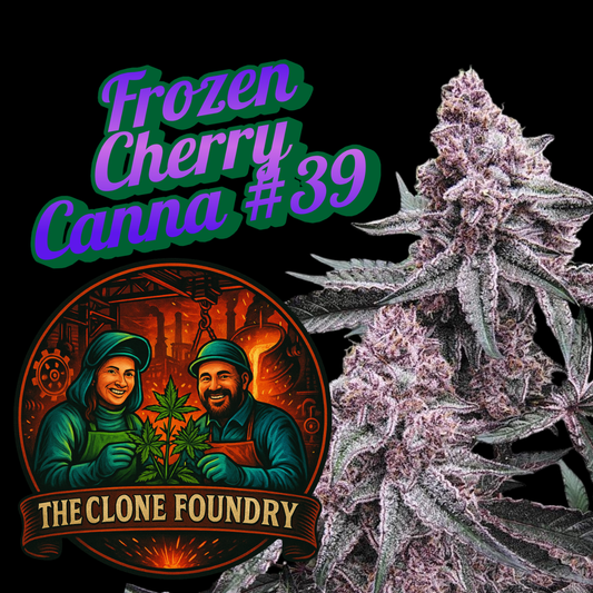 🌱 Frozen Cherry Canna #89