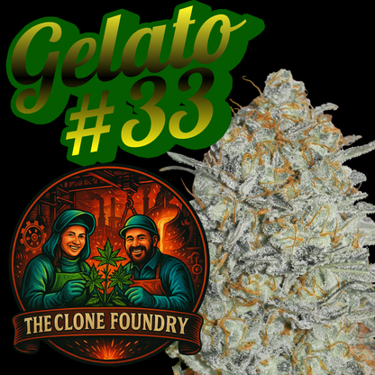 🌱 Gelato #33