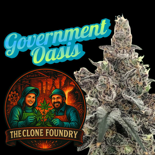 🌱 Government Oasis