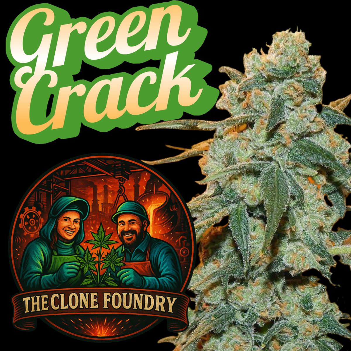 🌱 Green Crack
