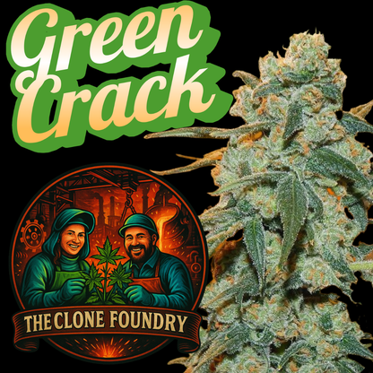 🌱 Green Crack