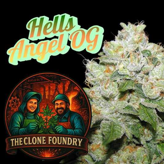 🌱 Hells Angel OG