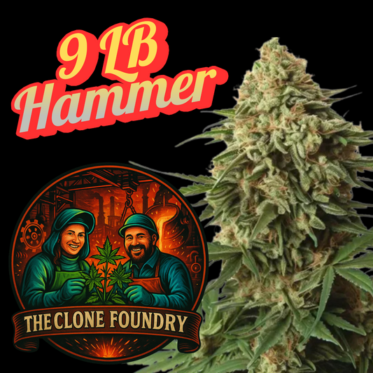🌱 9 LB Hammer