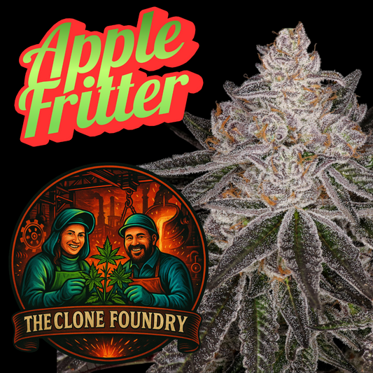 🌱Apple Fritter