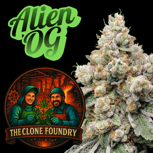 🌱 Alien OG