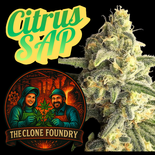 🌱 Citrus Sap