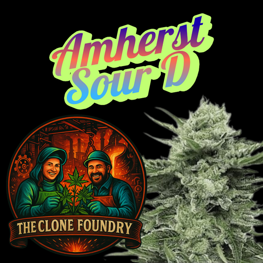 🌱 Amherst Sour Diesel