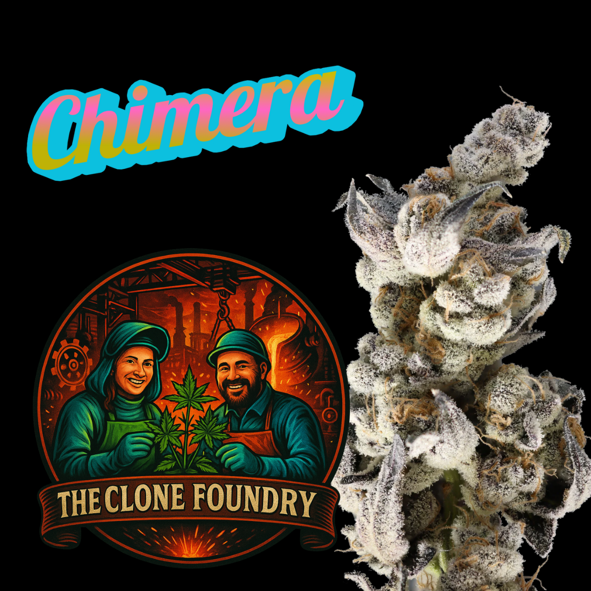 🌱 Chimera