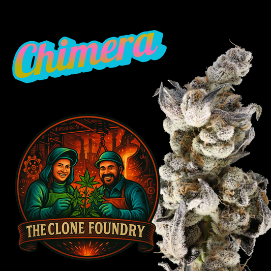 🌱 Chimera