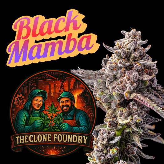 🌱 Black Mamba