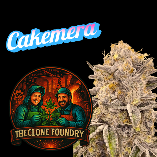 🌱 Cakemera