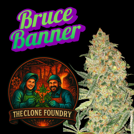 🌱 Bruce Banner