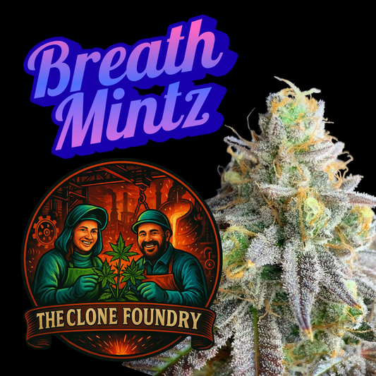 🌱 Breath Mintz