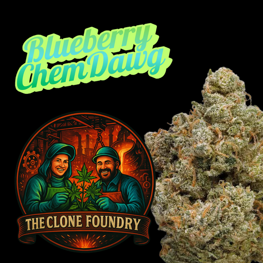 🌱 Blueberry Chemdawg